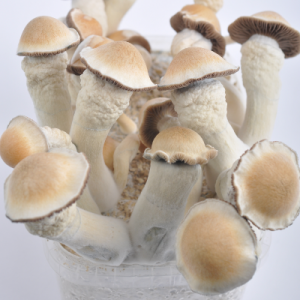 Penis envy mushroom strain