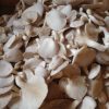 Health and Nutritional benefits of mushrooms
