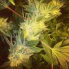 Ferminized Marijuana Seeds