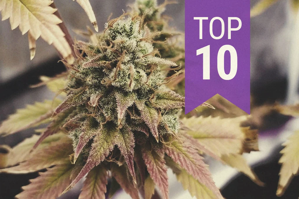 top 10 strongest cannabis strains