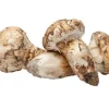 matsutake mushroom