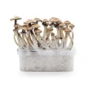 Gold Cap Mushroom Grow kit