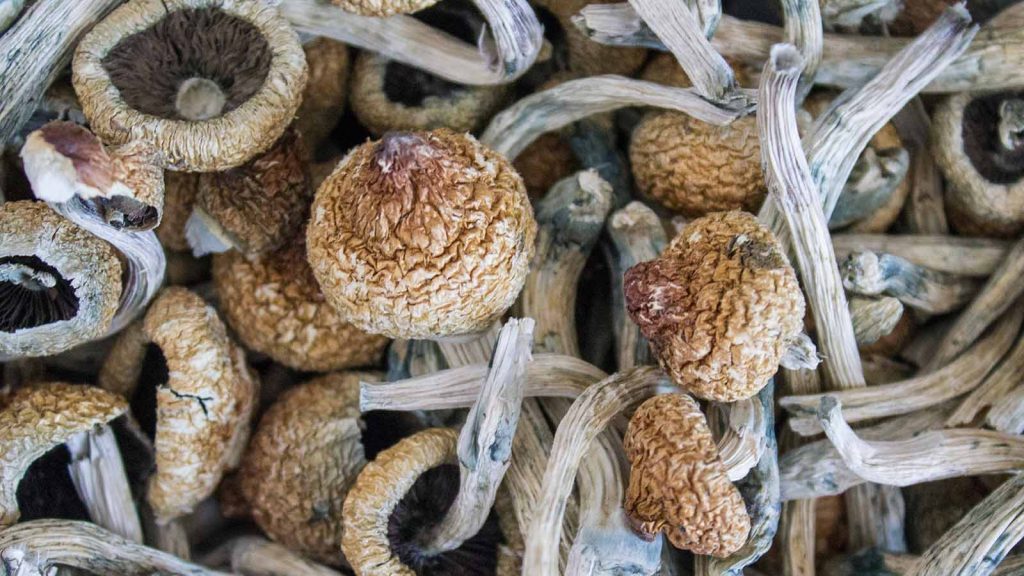 Buy Legal Psychedelics Online