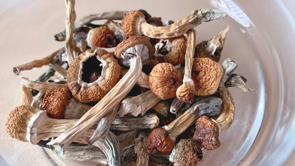 buy dried magic mushroom online