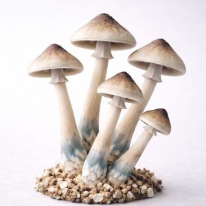 Magic mushrooms spores